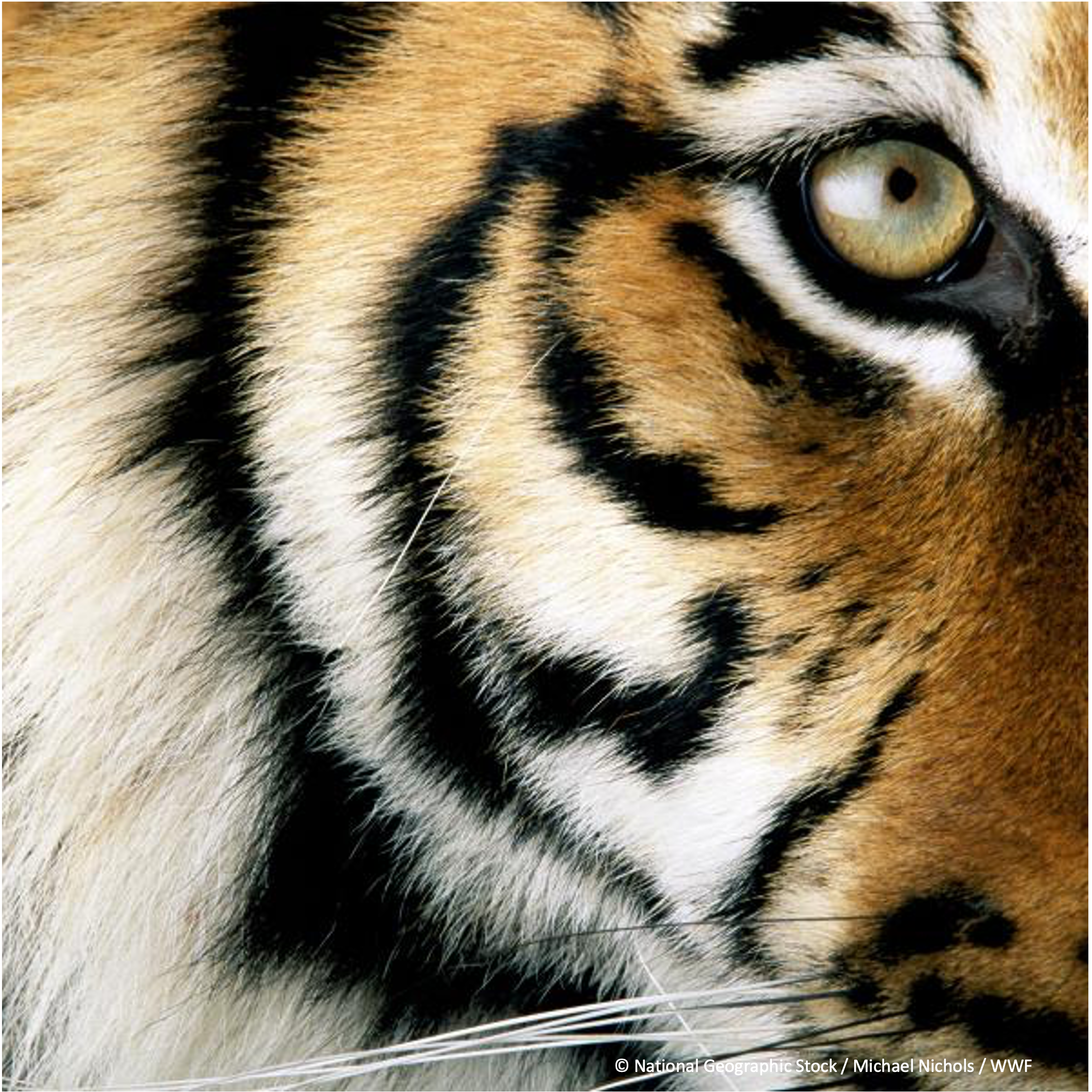 為何老虎那麼重要？